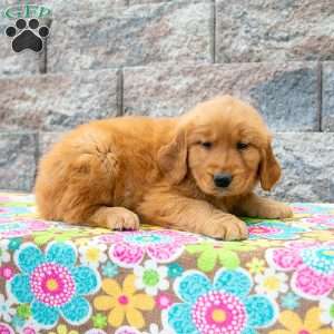 Wiggles, Golden Retriever Puppy